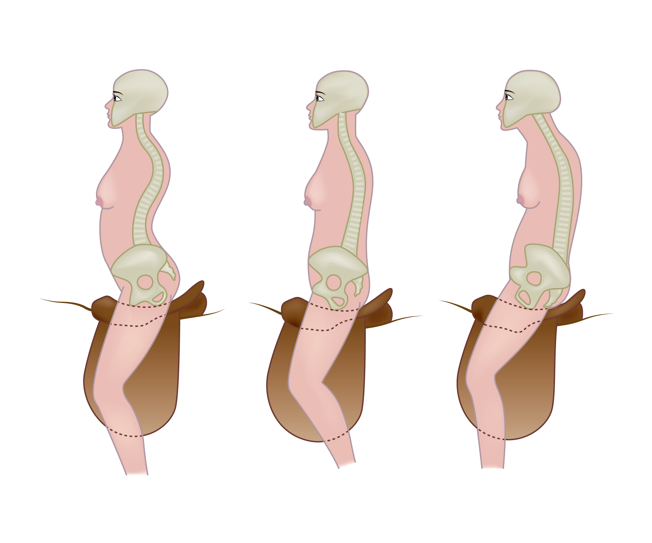 OsteoRiding | Osteopathie für Mensch & Pferd Sarah Schmieder Pferde-Osteopathie Osteopathie für Reiter